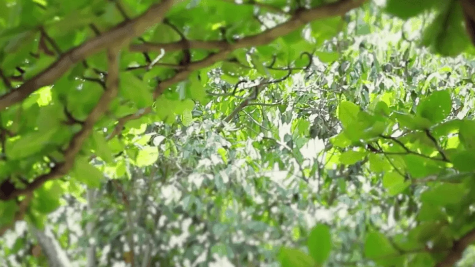 Design Hotels – The Library Video Thumbnail