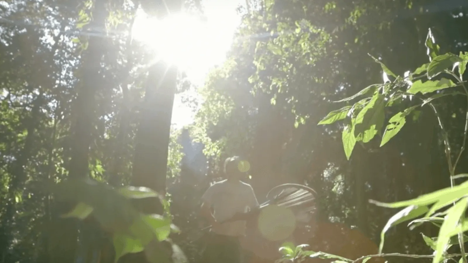 Google Stories – The Lost Forest of Mount Mabu Video Thumbnail