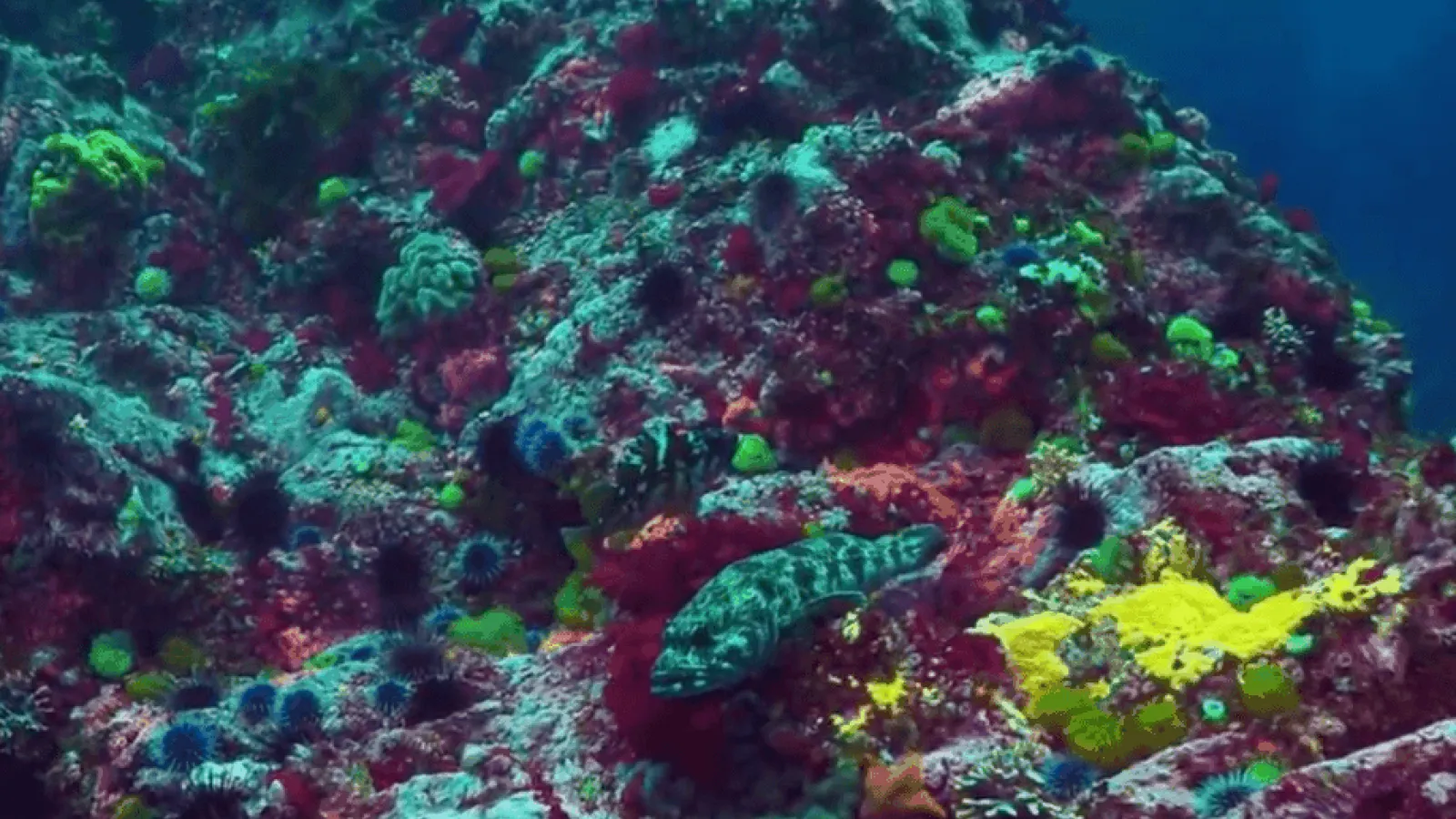 Hyundai Nexo x BBC : Innovators of tomorrow - Tidal Change Video Thumbnail