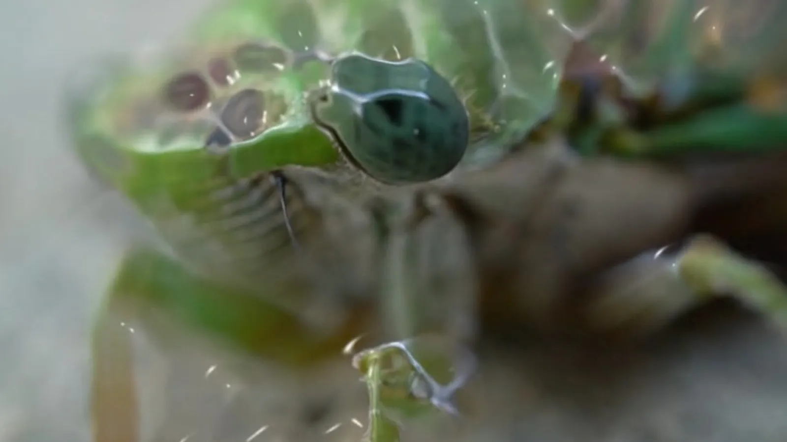 Anne Duk Hee Jordan - Art Project Video Thumbnail