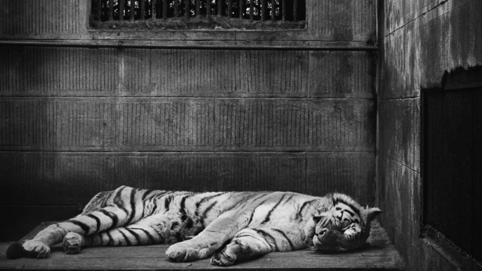 World Animal Protection - Change Can Happen Video Thumbnail