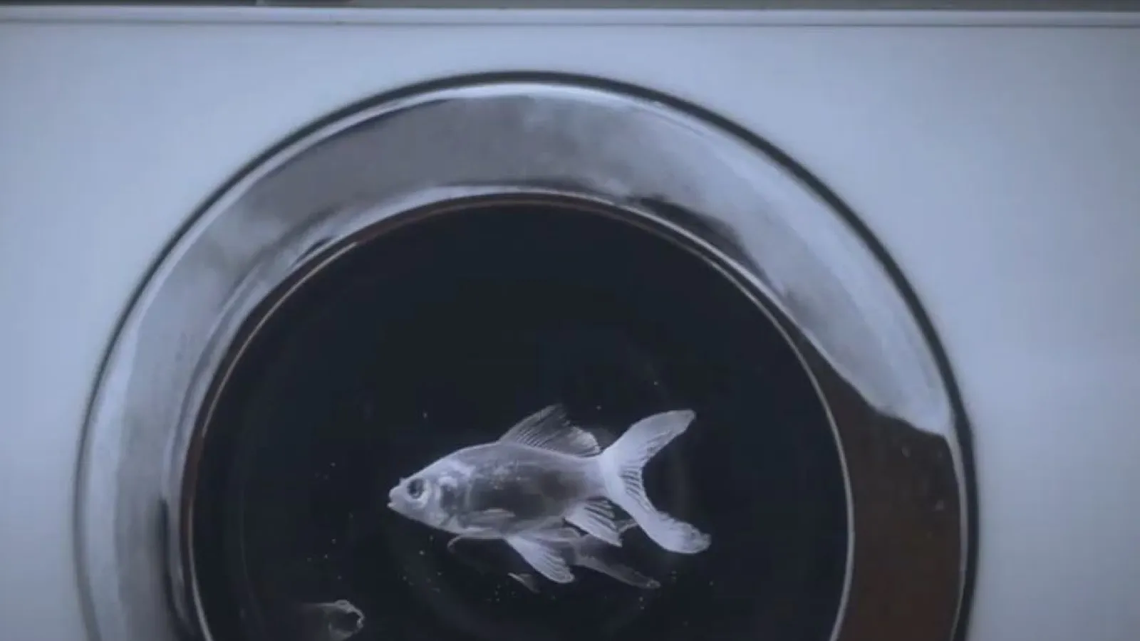 Cohabitat Video Thumbnail