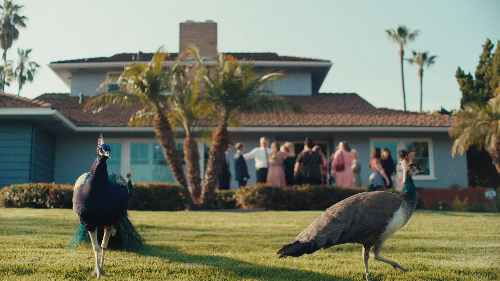 Our Neighbors, The Peacocks Video Thumbnail