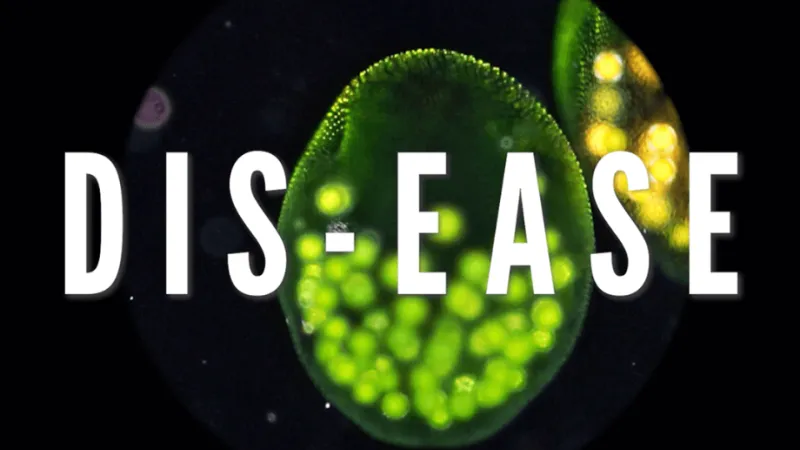 DIS-EASE - Documentary Video Thumbnail